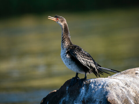 Riedscharbe&nbsp;(Microcarbo africanus)