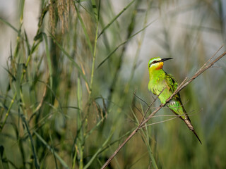 Weißstirnspint (Merops bullockoides)
