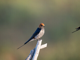 Kleine Streifenschwalbe (Hirundo abyssinica)