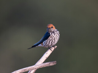 Kleine Streifenschwalbe (Hirundo abyssinica)