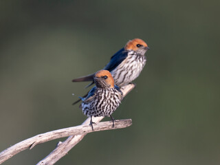 Kleine Streifenschwalbe (Hirundo abyssinica)