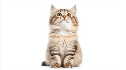 Obraz premium A fluffy Siberian kitten with striking green eyes is sitting upright, looking curiously upward. 