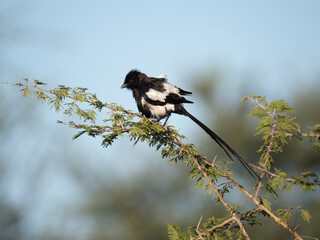Elsterwürger (Lanius melanoleucus)