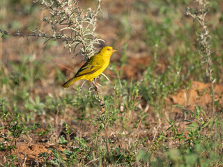 Safranweber (Ploceus xanthops)