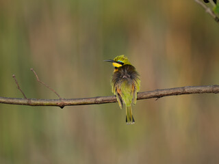 Zwergspint (Merops pusillus)