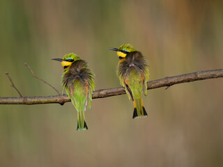 Zwergspint (Merops pusillus)