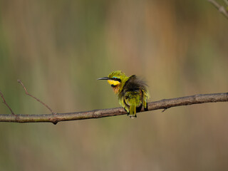Zwergspint (Merops pusillus)
