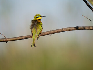 Zwergspint (Merops pusillus)