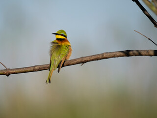 Zwergspint (Merops pusillus)