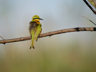 Fototapeta premium Zwergspint&nbsp;(Merops pusillus)