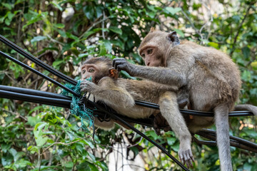 Wild monkeys playing and hanging on the power cable eating plastic trash