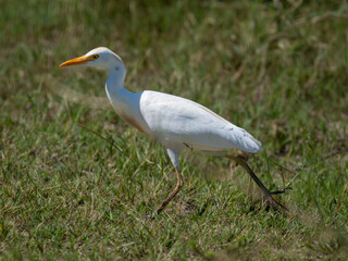 Kuhreiher (Bubulcus ibis)