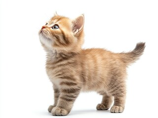 Obraz premium A cute, golden tabby kitten with blue eyes stands on a white background, looking up curiously.