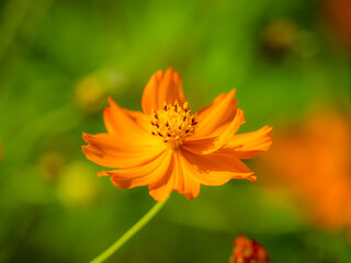 秋の公園や花壇を彩るコスモス（キバナコスモス）のある風景。背景。自然風景素材。
