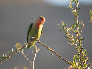 Rosenköpfchen (Agapornis roseicollis)