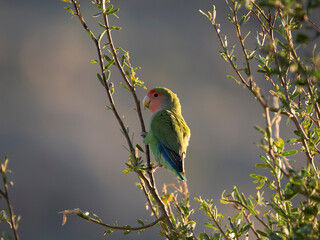 Rosenköpfchen (Agapornis roseicollis)