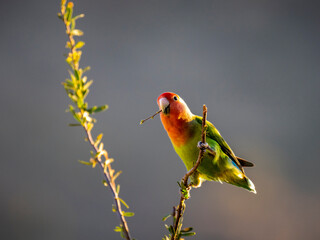 Rosenköpfchen (Agapornis roseicollis)