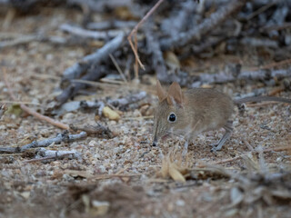 Trockenland-Elefantenspitzmaus (Elephantulus intufi)