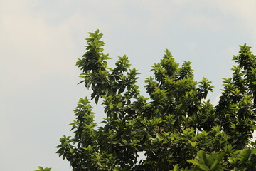A close-up view of vibrant green tree leaves against a clear blue sky. The leaves are lush and healthy, representing the beauty and freshness of nature.
