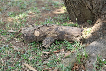 A close-up image of a fallen tree branch resting on the grass near a large tree trunk. The branch shows signs of decay and weathering, blending naturally with the earthy tones of the ground and grass.