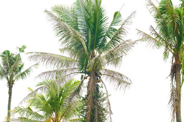A tall coconut tree with lush green fronds and some brown, dried leaves. A few coconuts hang from the center of the tree, standing against a bright, cloudless sky.