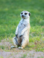 Erdmännchen (Suricata suricatta)