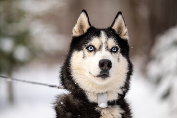 Walking with your pet husky in the park in winter. Friendship with a dog. Breeding and keeping a husky dog.
