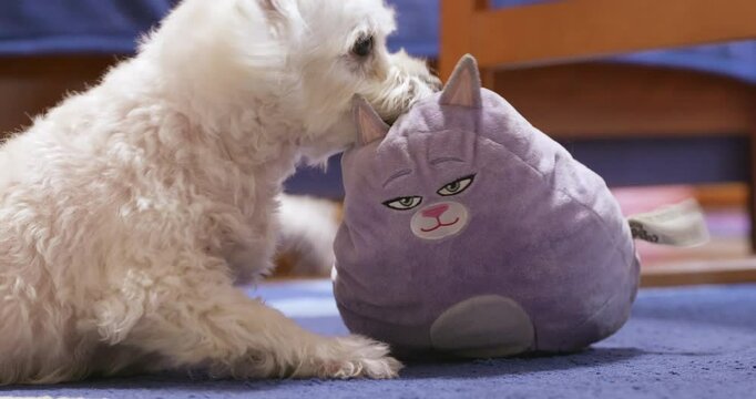 White bichon havanese dog bites his plush toy.