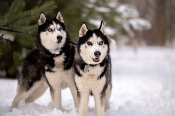 Obraz premium Women walk their husky dogs in the park in winter.