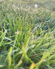 Morning dew on grass with a soft sunrise in the background, creating a peaceful and serene atmosphere in a park setting. The silhouette of a tree and benches enhance the calm, natural scene.
