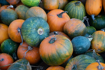 A variety of pumpkins are closely packed together, showcasing a range of colors including orange, green, and yellow. The pumpkins vary in size and shape.