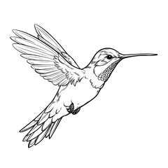 Obraz premium Black and White Hummingbird Line Art