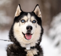 Obraz premium Walking with your pet husky in the park in winter. Friendship with a dog. Breeding and keeping a husky dog.