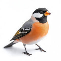 Fototapeta premium Bullfinch Isolated