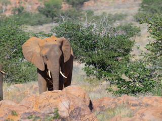 Afrikanische Elefanten (Loxodonta africana), Wüstenelefanten in Namibia