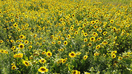 Sunflower field during oil harvest on a sunny summer day