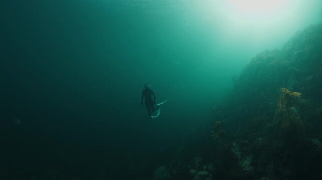 Cold water freediving. Woman in wetsuit swims underwater and freedives in the cold sea with seaweed. Barents Sea freediving
