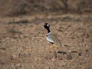 Weißflügeltrappe (Afrotis afraoides)