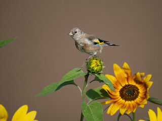 Stieglitz (Carduelis carduelis)