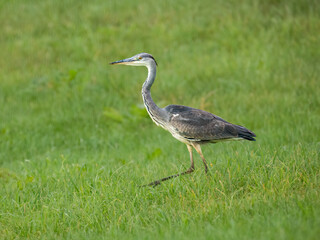Graureiher (Ardea cinerea)