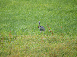 Graureiher (Ardea cinerea) bei der Mäusejagd