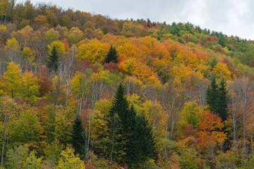 Fototapeta premium Autumn colors drape a hillside, as leaves turn vibrant near a quiet valley