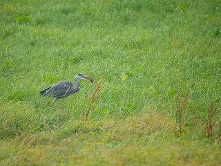 Graureiher (Ardea cinerea) bei der Mäusejagd