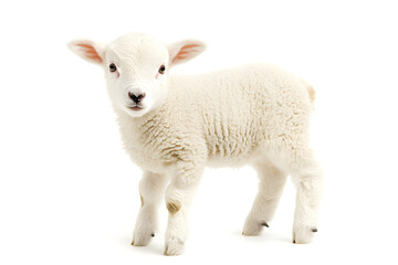 Obraz premium Small cute lamb, isolated on white background