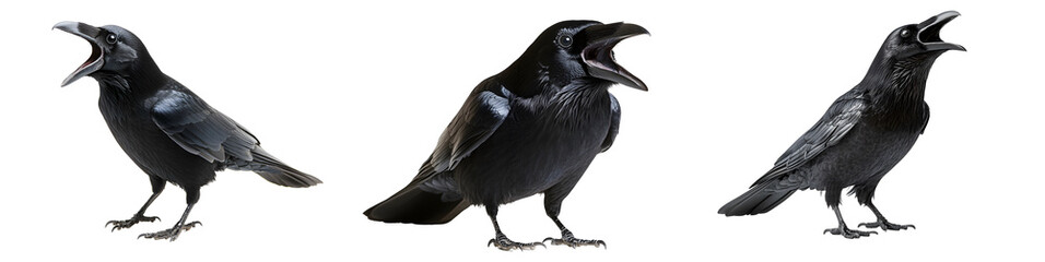 Fototapeta premium Black crow cawing, isolated on transparent background