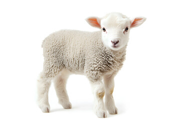 Obraz premium Small cute lamb, isolated on white background