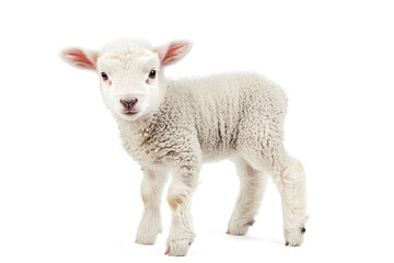 Fototapeta premium Small cute lamb, isolated on white background
