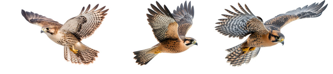 Falcon diving at high speed, isolated on transparent background
