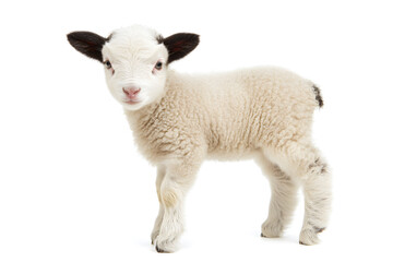 Fototapeta premium Small cute lamb, isolated on white background