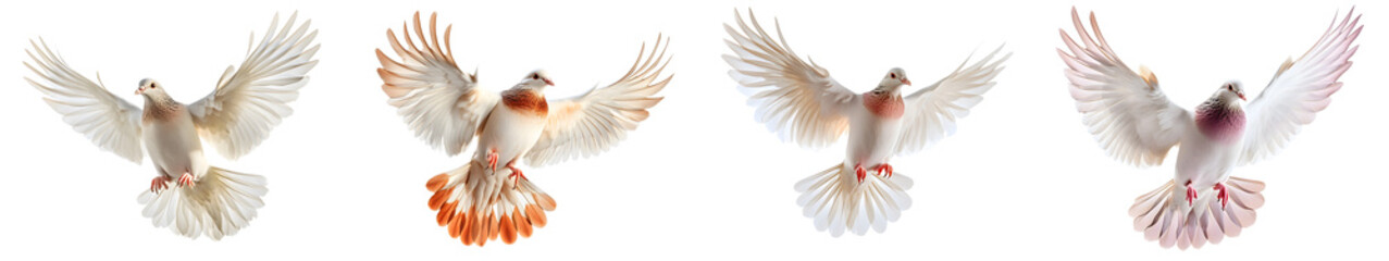 Fototapeta premium Dove in peaceful flight, isolated on transparent background